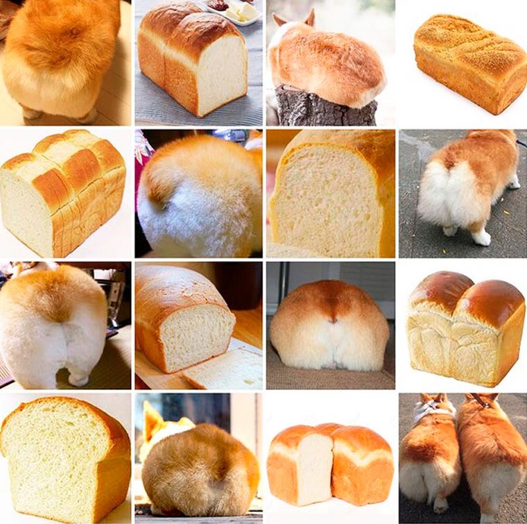corgi butts or bread.jpg
